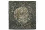 Dactylioceras Ammonite Fossil - Posidonia Shale, Germany #358338-1